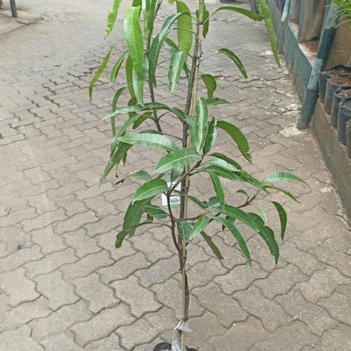 Bibit Mangga Miyazaki