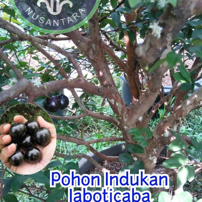 Jaboticaba Sabara Hasil Stek
