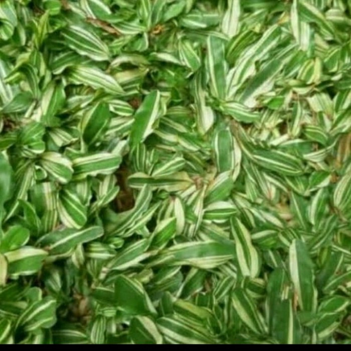 Bibit Rumput Gajah Mini Varigata Asli