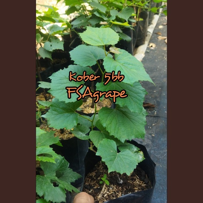 Bibit Anggur Kober 5Bb (Rootstock Import)