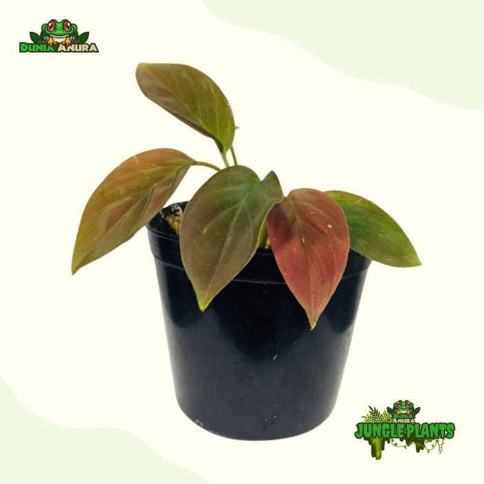 Tanaman Vivarium Homalomena Red Sp Borneo