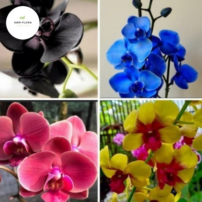 Tanaman Hias Paket 4 Anggrek Dendrobium Hitam Biru Pink Kuning Dewasa