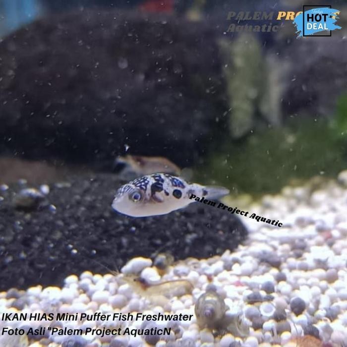 Promo Mini Puffer Fish Ikan Buntal Air Tawar Pembasmi Keong Hama Harga Discount