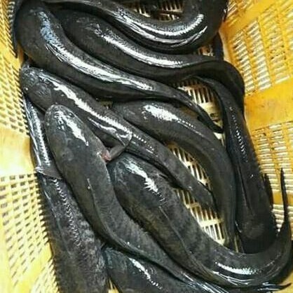 

ikan gabus 250gram A9
