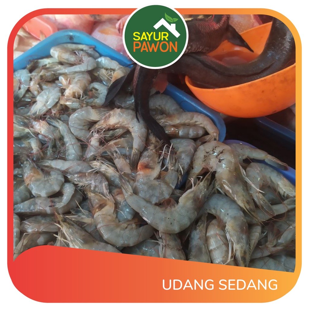 

UDANG SEDANG SEGAR Per 250 gram