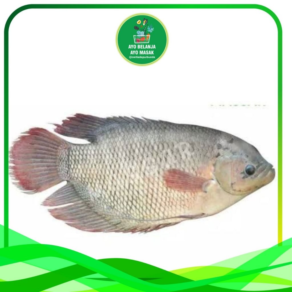 

IKAN GURAMI SEGAR per 1 kg