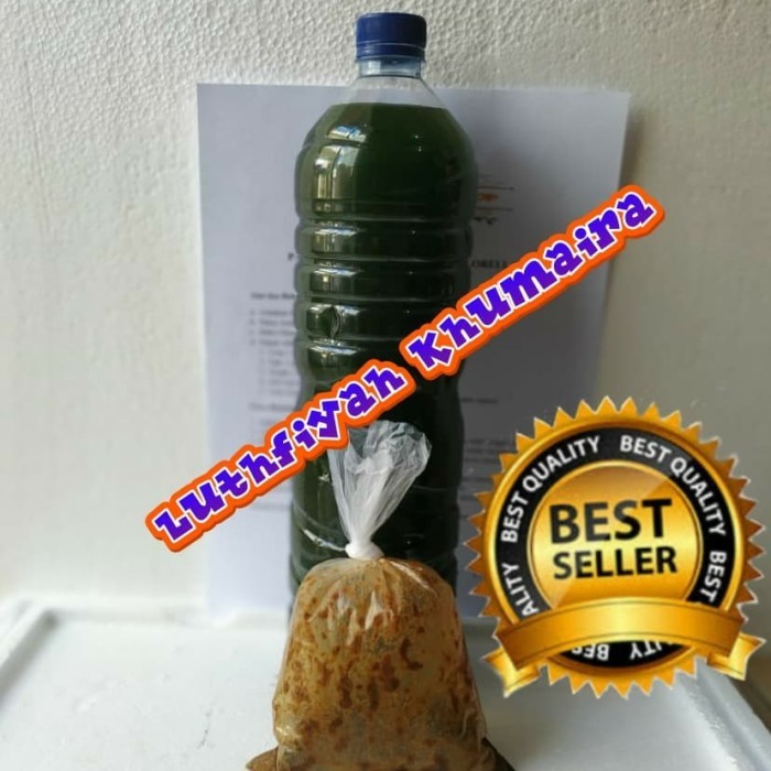 Kultur Starter Chlorella Pakan Kutu Air Dan Daphnia Magna