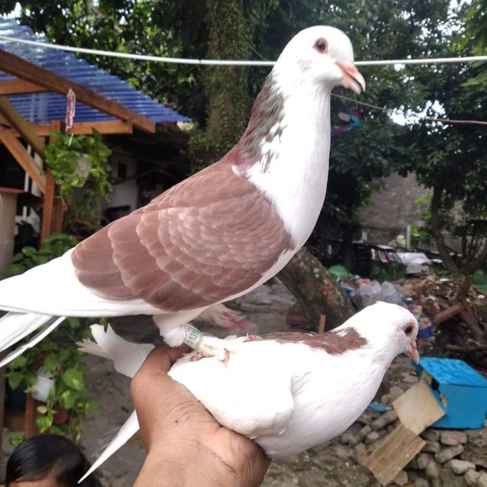 Burung Dara Merpati Tinggian Kolongan Pasangan Giring Jantan Betina