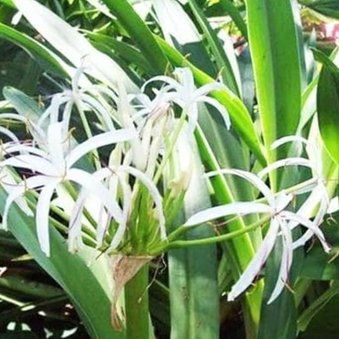 

Kukuring Daun Bakung Segar Kemasan 500gram Organik Siap Petik