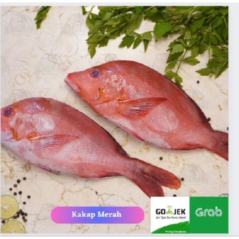 

ikan kakap merah 1kg ada pagi