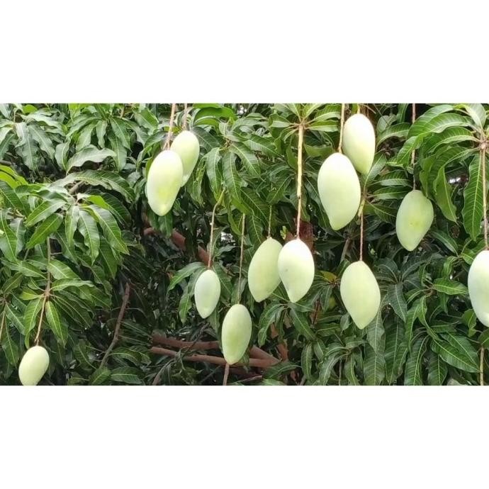 BIBIT TANAMAN MANGGA THAILAND LOKMAI MADU POHON MANGGA BERBUAH TERLARIS