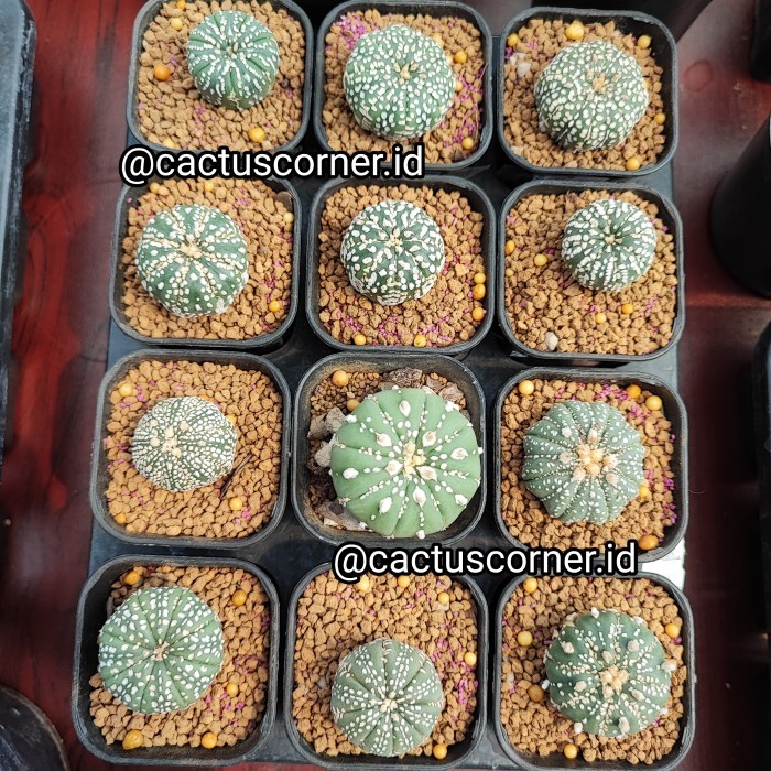 ASTROPHYTUM MIX BESAR