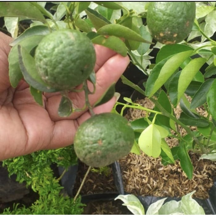 POHON JERUK LIMO SUDAH BERBUAH BIBIT JERUK LIMAU CEPAT BERBUAH