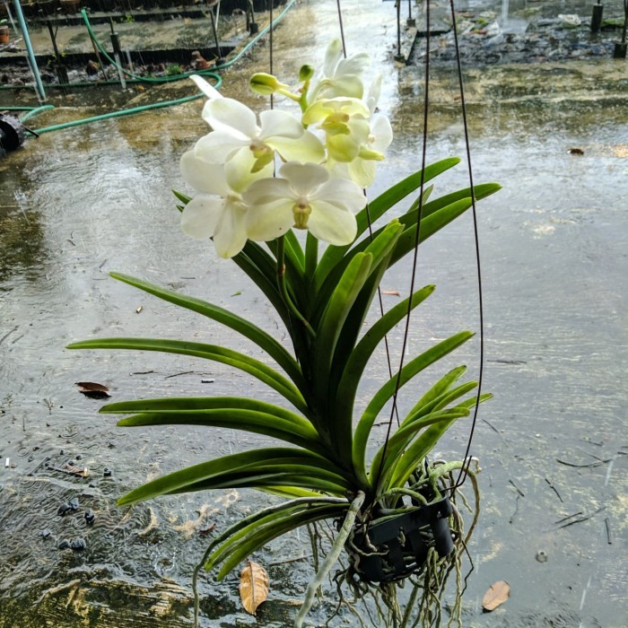 ANGGREK VANDA GANTUNG BUNGA PUTIH BESAR / ANGGREK VANDA