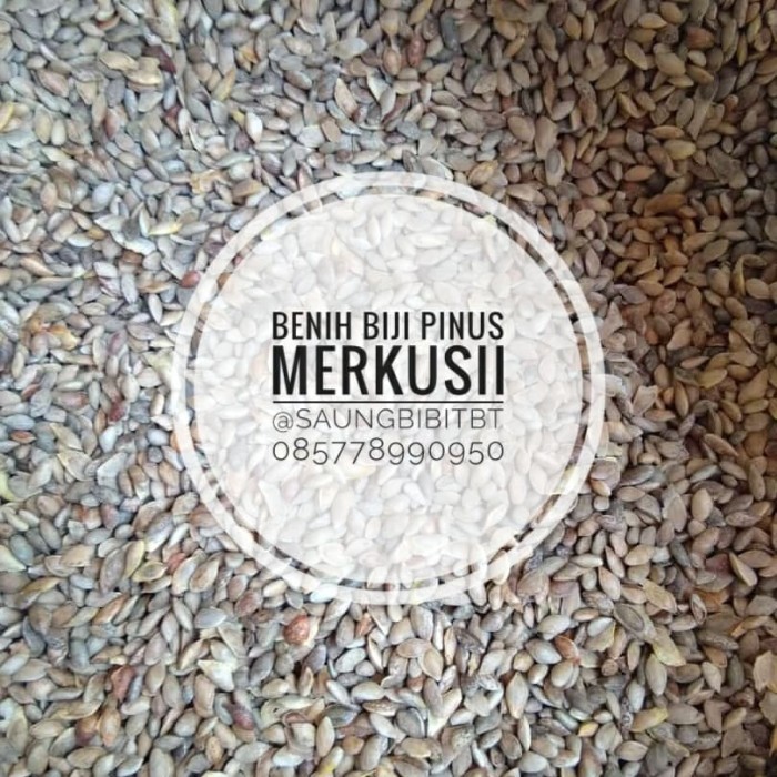 BENIH BIJI PINUS MERKUSII 1KG