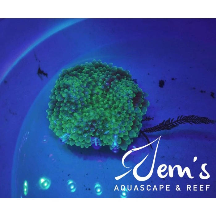 Terlaris Anemon Jagung Hijau (Green Anemone)
