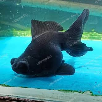 ikan mas koki buldog / ikan mas koki gendut buldog hiasan aquarium tokoair