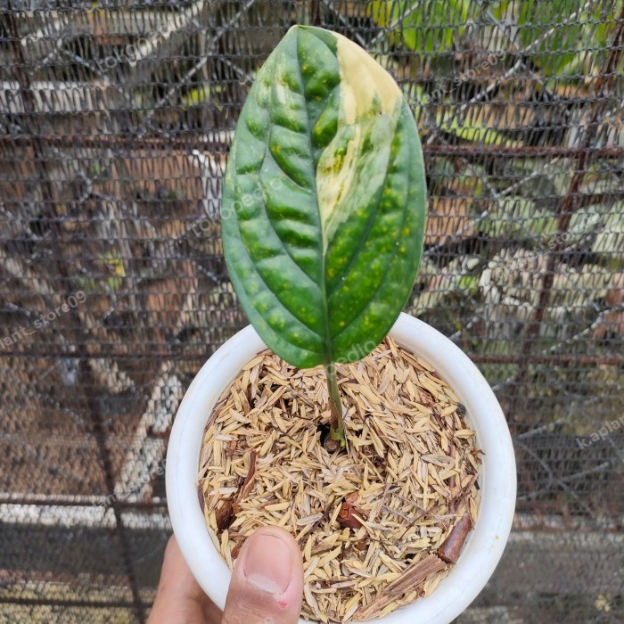 monstera Karstenianum variegata - monstera veru varigata 1 daun