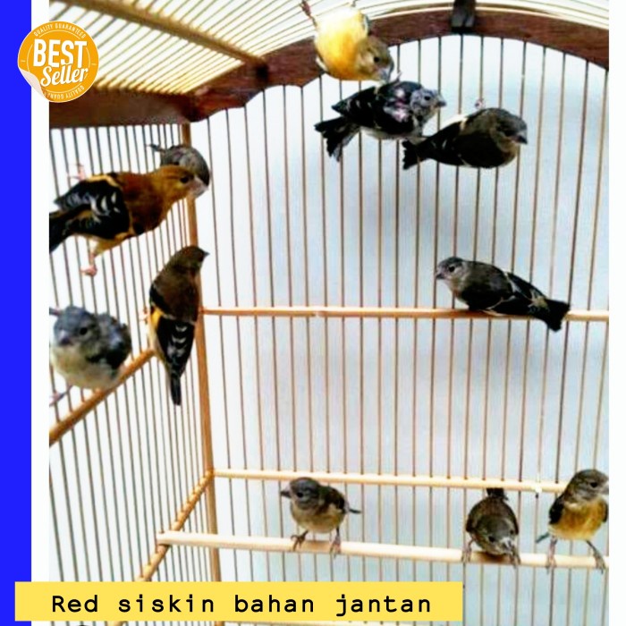 Terlaris Burung Red Siskin Bahan Jantan Garansi