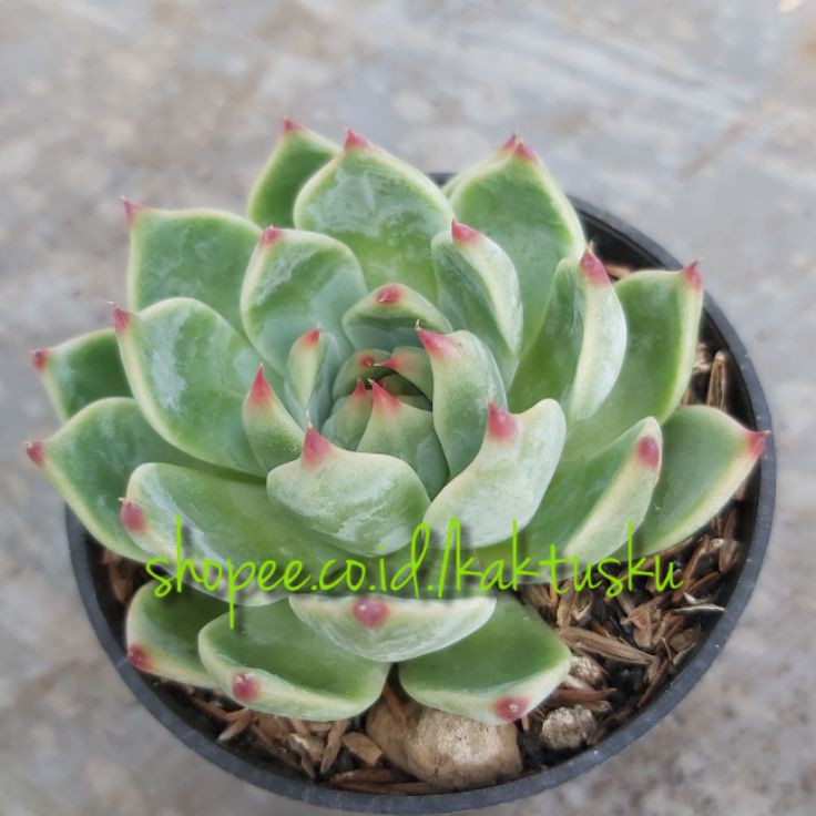 Bestseller KAKTUS SUKULEN_Import.Echeveria Chihuahuaensis