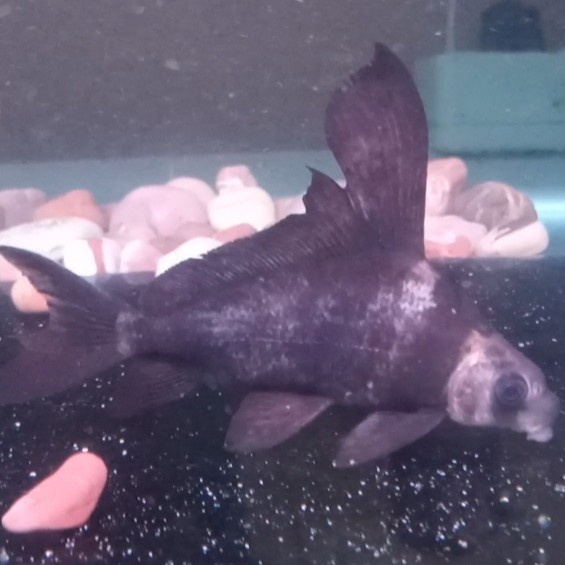 ikan chinese high fin chf