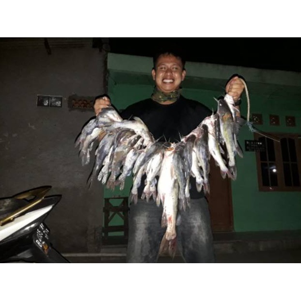 Murah.. Umpan Kucur Ryan Fernandez 1/2 Kg