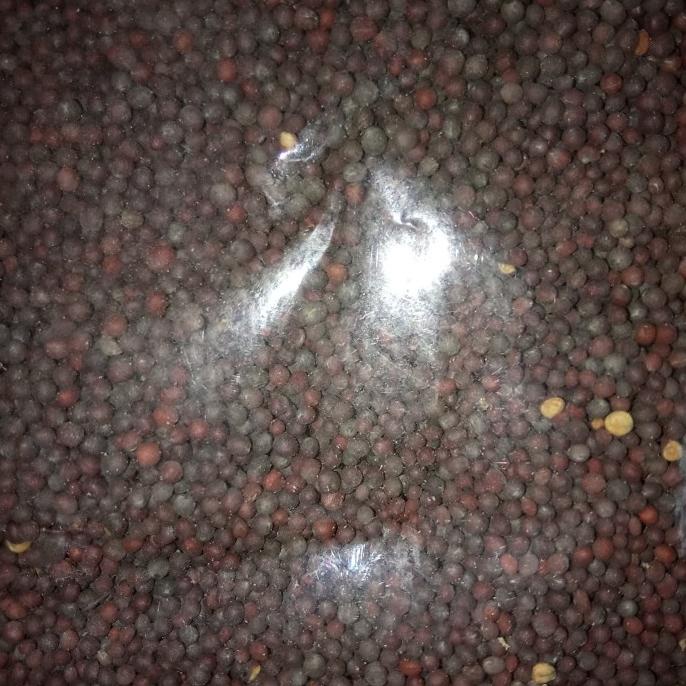 

+%+%+%] Bijih biji SAWI