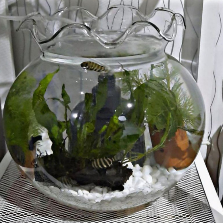 TERMURAH AQUARIUM 12,3.L - AQUARIUM BULAT KACA - AQUARIUM HIAS - AQUARIUM CUPANG - AQUASCAPE