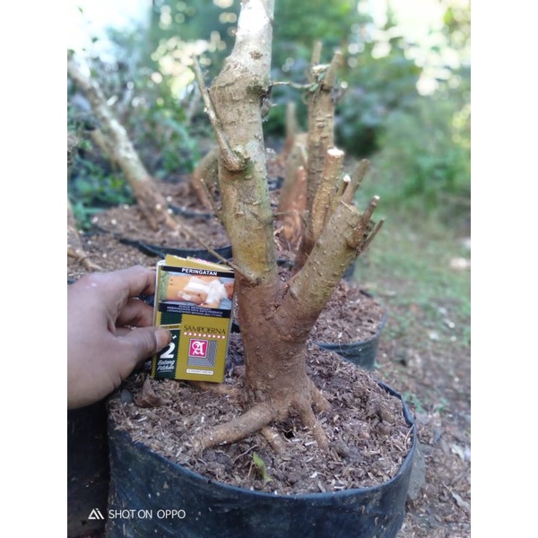 Bonggol anting putri besar bahan bonsai ukuran besar
