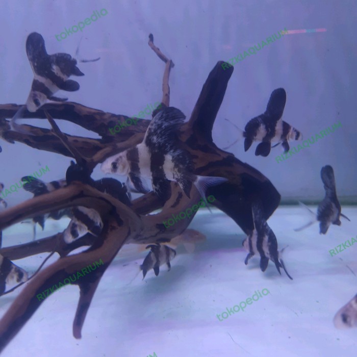 ikan Chinese high fin