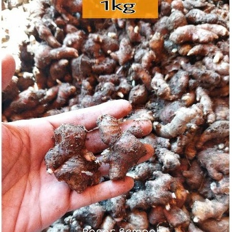 

Terbaru Jahe Merah Segar 1kg kecil Jahe Merah 1kg