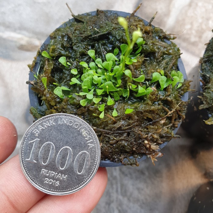 TERMURAH utricularia sandersonii bladderwort /GUNTING DAHAN/BIBIT TANAMAN/HIASAN TAMAN