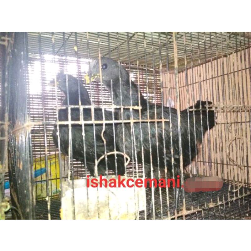 Ayam Cemani Remaja Beli Jantan Gratis Betina  Wajib Baca Diskripsi