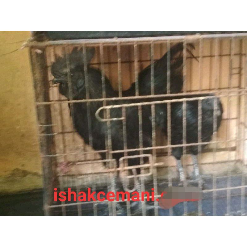 Obral Ayam Cemani Jantan Dewasa Gratis Betina !!! Wajib Baca Diskripsi