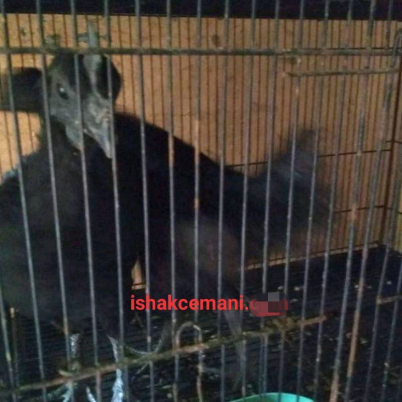 Ayam Cemani Remaja Beli Jantan Gratis Betina  Wajib Baca Diskripsi