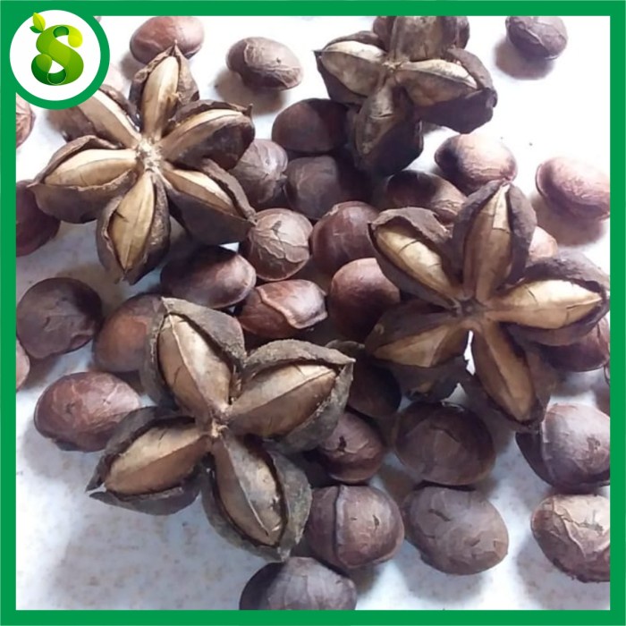 Bibit Benih Sacha Inchi BIBIT KACANG SACHA INCHI (50 BIJI)