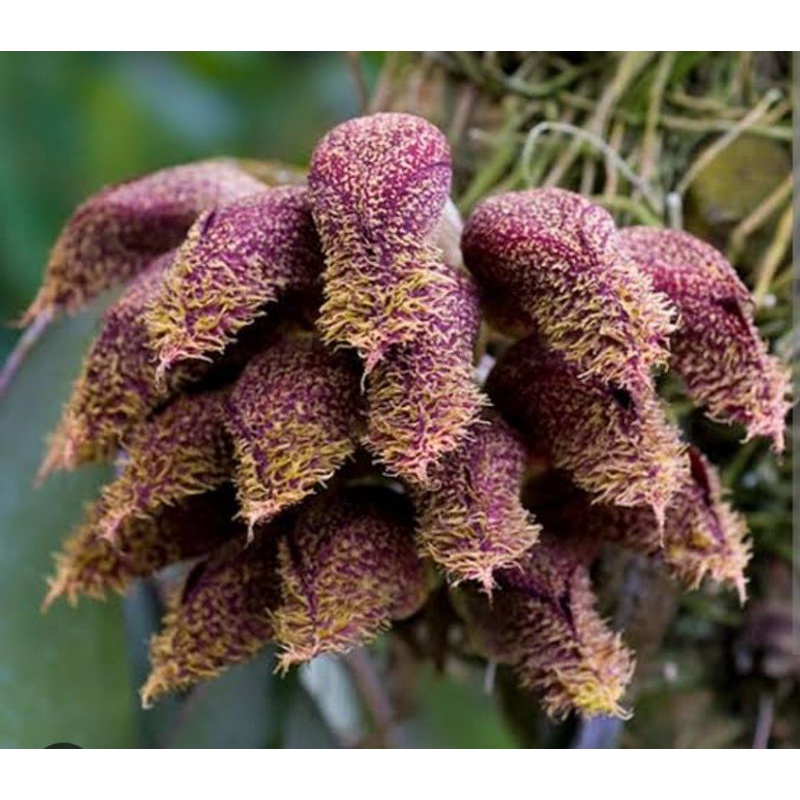 Anggrek Bulbophyllum phalaenopsis atau anggrek dasi