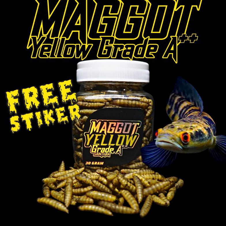 Palng Popul4r Maggot Yellow Grade A++ Untuk Proges Bunga dan Warna Channa Maru  Yellow Sentarum Ys (