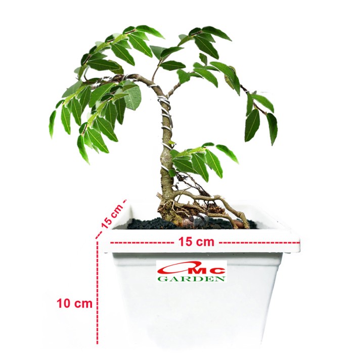 Bonsai Bonsae Beringin Amplas Putih Ficus Ampelas 001 best deal