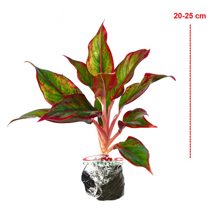 Aglonema Red Lipstick Lipstik Merah Siam Aurora Sri Rejeki 2025 best deal