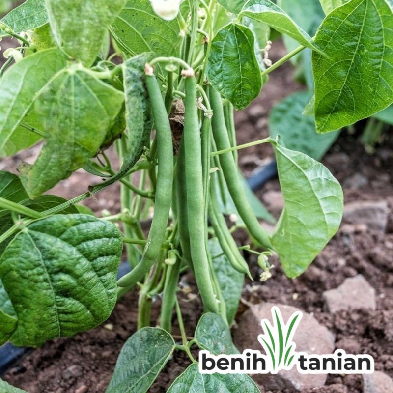 10 Biji Benih Buncis Tegak Tidak Merambat Bibit Sayuran Unggul