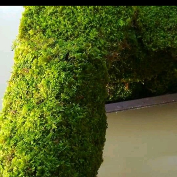 Murah 1kg~Forest Moss~Moss Darat~Lumut Hidup~Media Tanam