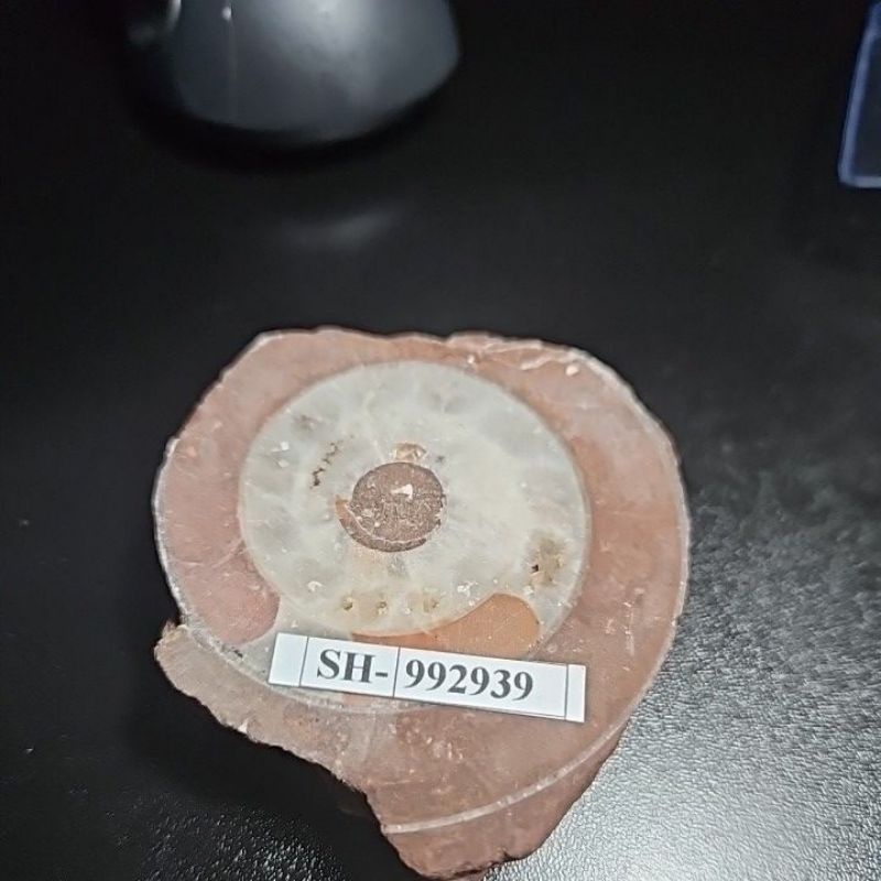 AMMONITE ROUGH