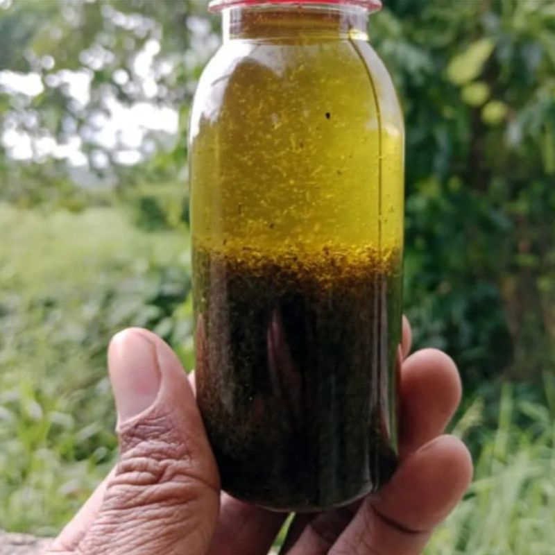 minyak linta daun bungkus papua
