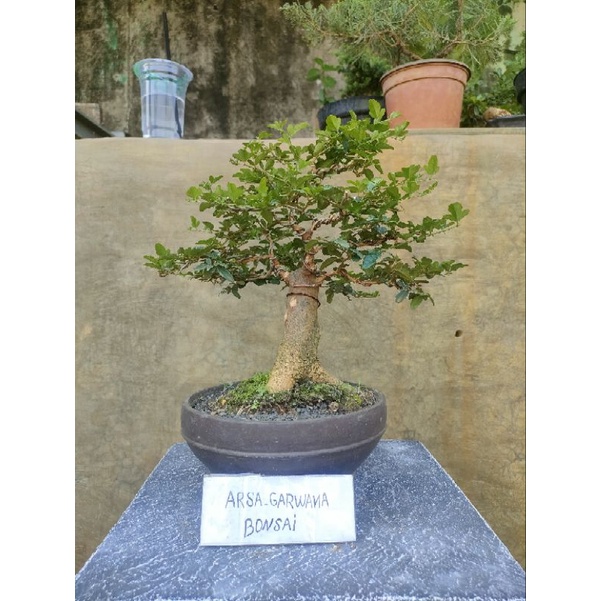 bonsai jeruk kingkit siap pajang real pict
