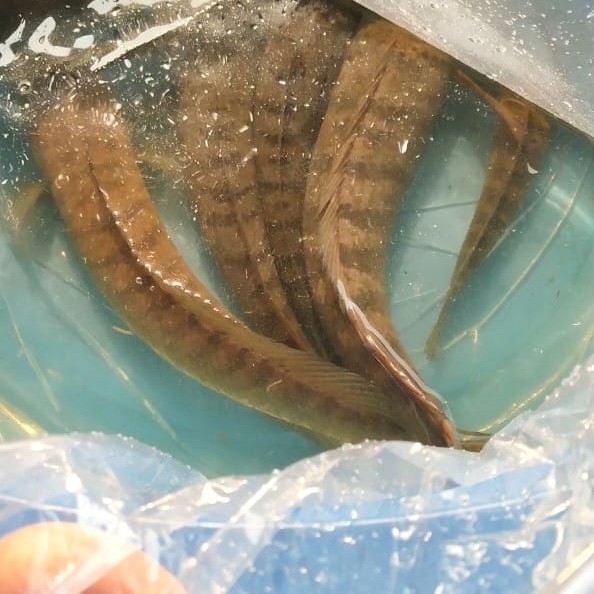 TERLARIS Bibit calon indukan ikan gabus siap pijah. /GUNTING DAHAN/BIBIT TANAMAN/HIASAN TAMAN