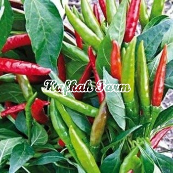 Benih 5 Biji PEPPER Thai Dragon F1