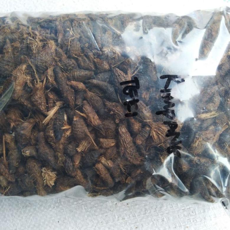 

Kekinian - Rimpang Teki Kering 500gr - Umbi Teki Kering - Umbi Manggata ,.