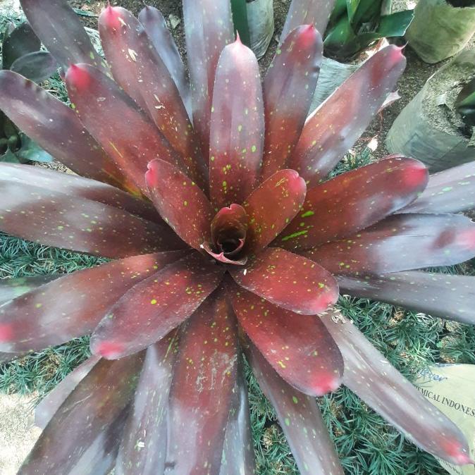 tanaman hias bromelia mawar ukuran besar pohon bromelia mawar merah Good Quality 714