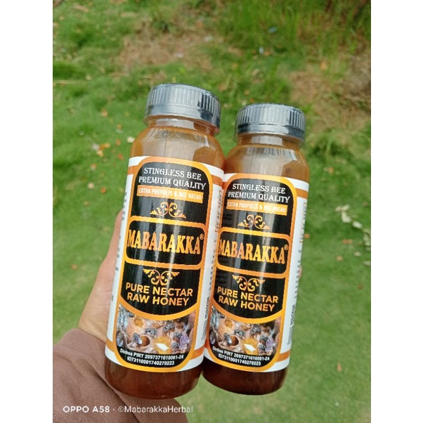 madu trigona mabarakka